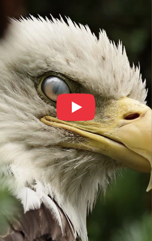 Is This Real or AI? Watch the Blink Closely